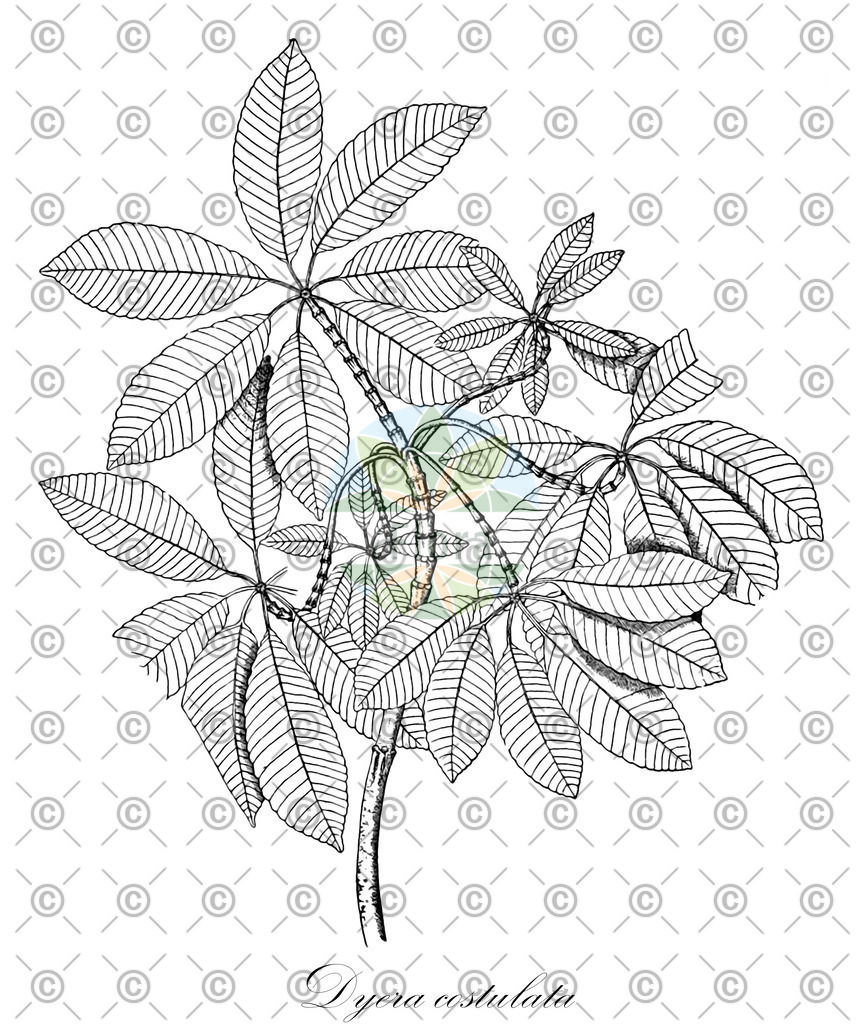 HistAbb_wfo-1200029550_1_ENZY_Simple | Historische Abbildung von Dyera costulata - Apocynaceae | Historical Illustration of Dyera costulata - Apocynaceae