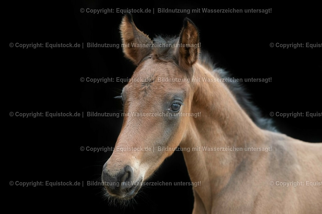 20210316_Fohlen_0088 | equistock