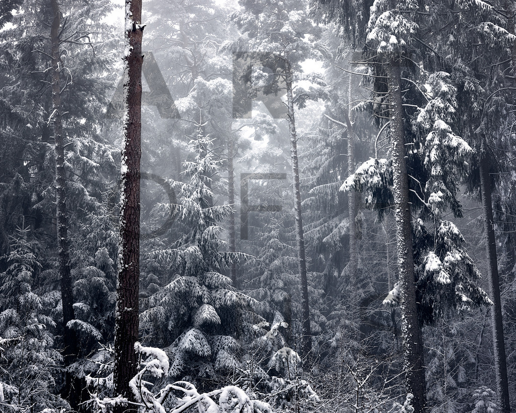 Ein Hans Fineart Original | Entdecke die Kunst von Hans Fineart - Fotografien für dein Zuhause. Verwandle deine Wände mit einzigartigen Kunstwerken und bringe die Schönheit der Welt in dein Leben. Bestelle jetzt und schaffe einen Ort der Inspiration und Eleganz.