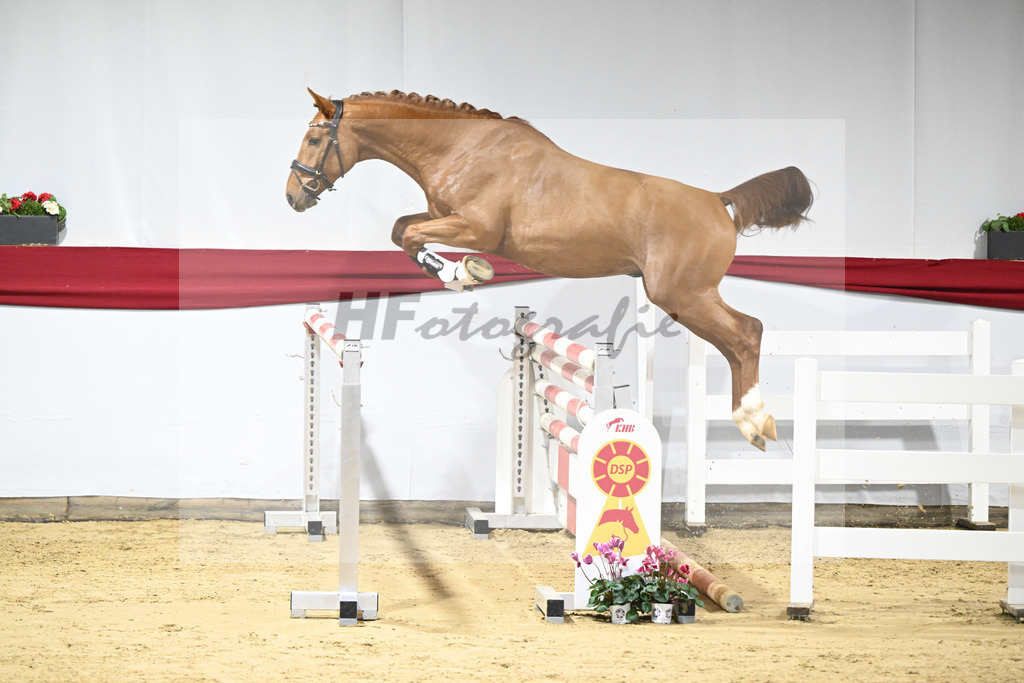 Kat-Nr. 43 v. Arko Junior PMS_Wurm_63221042 | hf-fotografie - Realisiert mit Pictrs.com