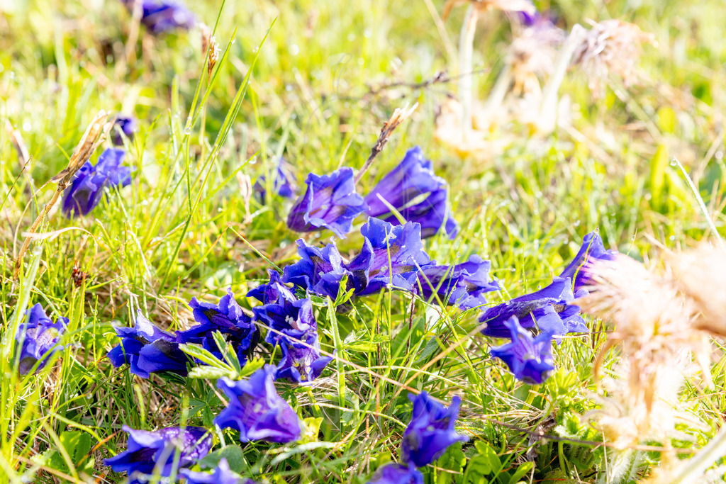 Enziantraum_Mostdirn_Irmgard_Wieser-1354 | Ihre Fotografin im Lungau, ihre Fotografin im Mostviertel, Wandbilder Onlineshop, Imagefotos für Ihr Unternehmen,  - Realisiert mit Pictrs.com