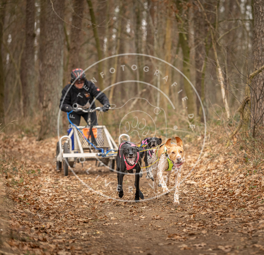 Pfotenfotografie_DV3A8771 | Hundefotografie, Tierfotograf, Pfotenfotografie, Fotoshooting Hund, Hunde Portrait, Hundesport, Hundeportraits, Heideshooting, Hunde, Sportfotograf, Hundefotograf, Turnierhundsport, THS,  - Realisiert mit Pictrs.com