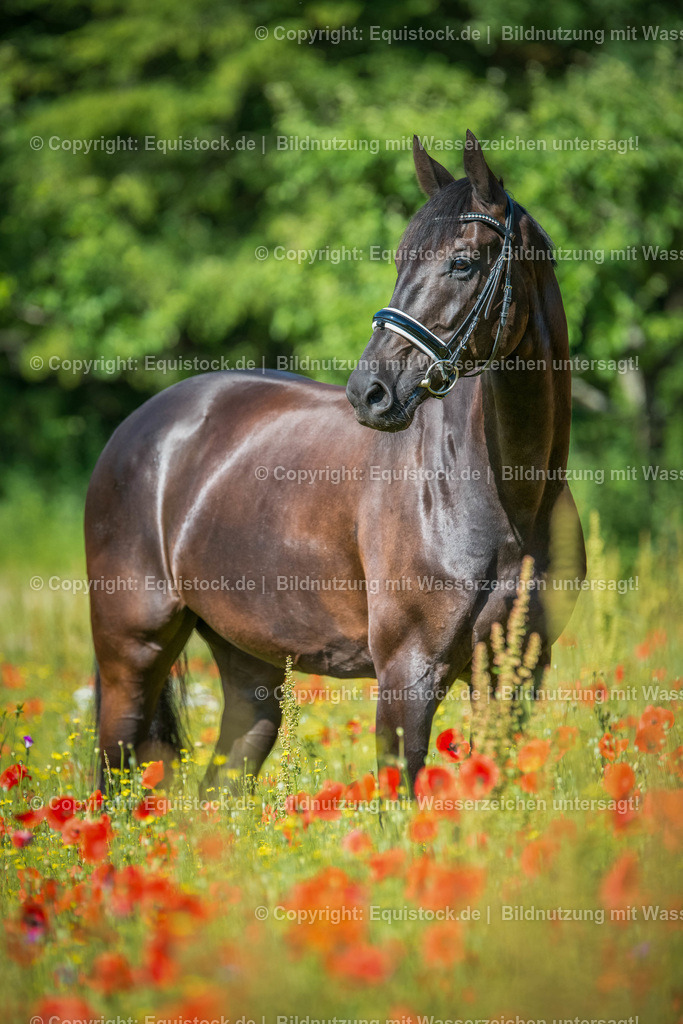 20160627_Rappe_im_Mohnfeld_0001 | equistock