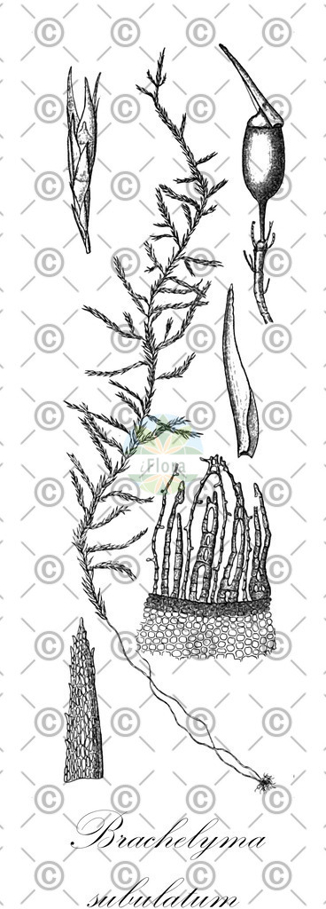 HistAbb_wfo-0001154685_2_ENZY_Simple | Historische Abbildung von Brachelyma subulatum - Fontinalaceae | Historical Illustration of Brachelyma subulatum - Fontinalaceae