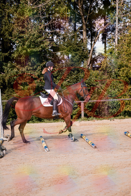 2026_10_03_Siefer-Hof_143436_Z81_02432320 | Professionelle Reitsport-, Turnier- und Eventfotografie von Robert Broda. Galerien mit ausgewählten und bearbeiteten Bildern direkt online ansehen und bestellen.