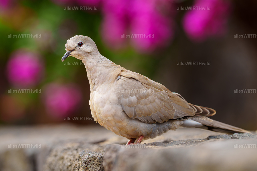 allesWIRTHgut Tierfotografie - allesWIRTHgut.de - 7IV02969 | Entdecke die faszinierende Welt der Natur- und Wildlife-Fotografie von Daniel und Bärbel. Inspirierende Bilder von wilden Tieren und kleinen Naturwundern.