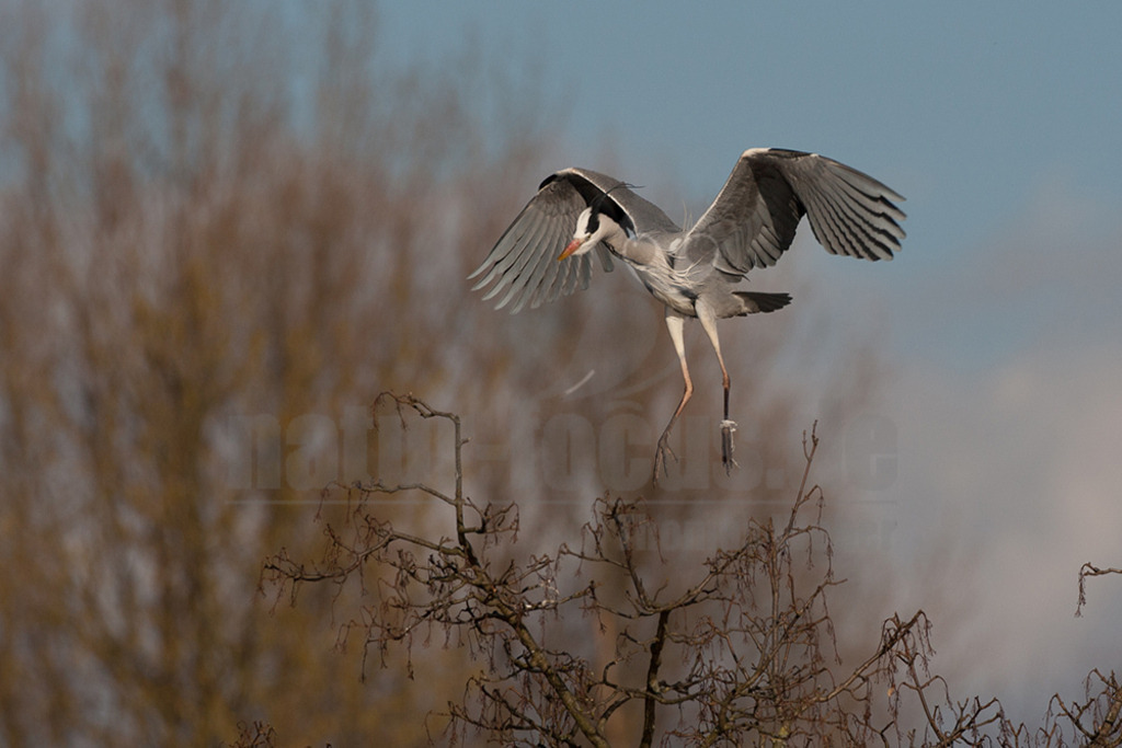 20080314_16370715792 | Der Graureiher (Ardea cinerea), auch Fischreiher genannt, ist eine Vogelart aus der Ordnung Pelecaniformes. Er ist in Eurasien und Afrika weit verbreitet und häufig. Weltweit werden vier Unterarten unterschieden. In Mitteleuropa ist er mit der Nominatform Ardea cinerea cinerea vertreten. - Realisiert mit Pictrs.com