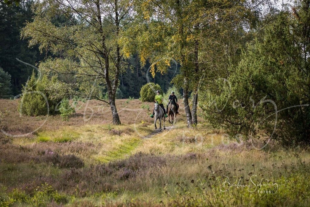DdLH-WehlenerHeide_2025-09-20_05 | Fotografie, Veranstaltungs-Fotografie, Pferde-Fotografie, Landschafts-Fotografie, Reise-Fotografie - Realisiert mit Pictrs.com