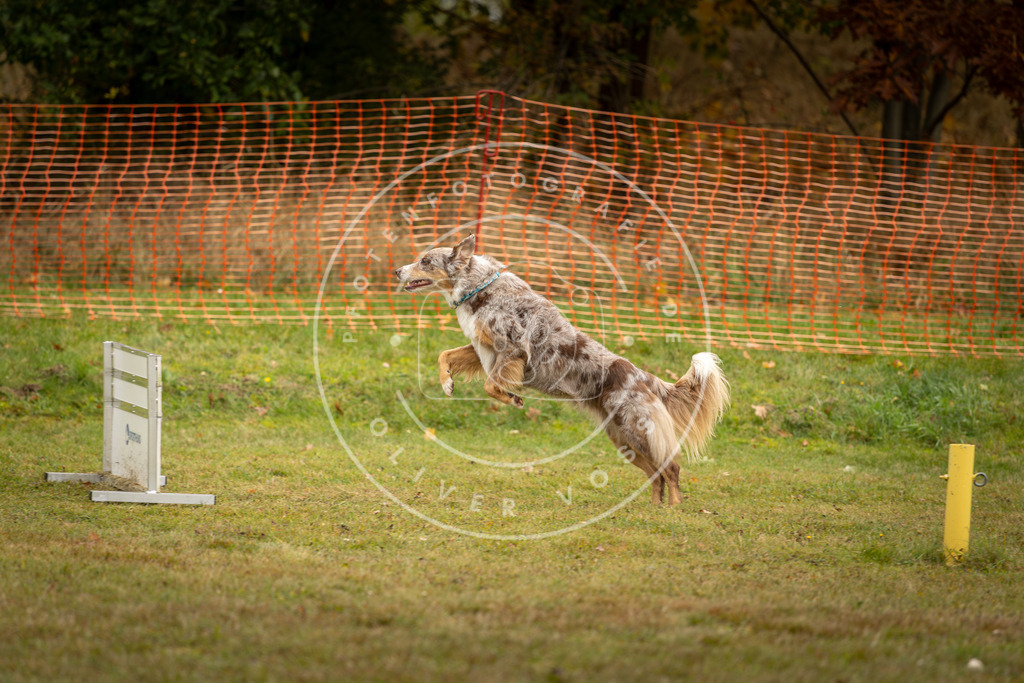 Pfotenfotografie_DV3A2570 | Hundefotografie, Tierfotograf, Pfotenfotografie, Fotoshooting Hund, Hunde Portrait, Hundesport, Hundeportraits, Heideshooting, Hunde, Sportfotograf, Hundefotograf, Turnierhundsport, THS,  - Realisiert mit Pictrs.com