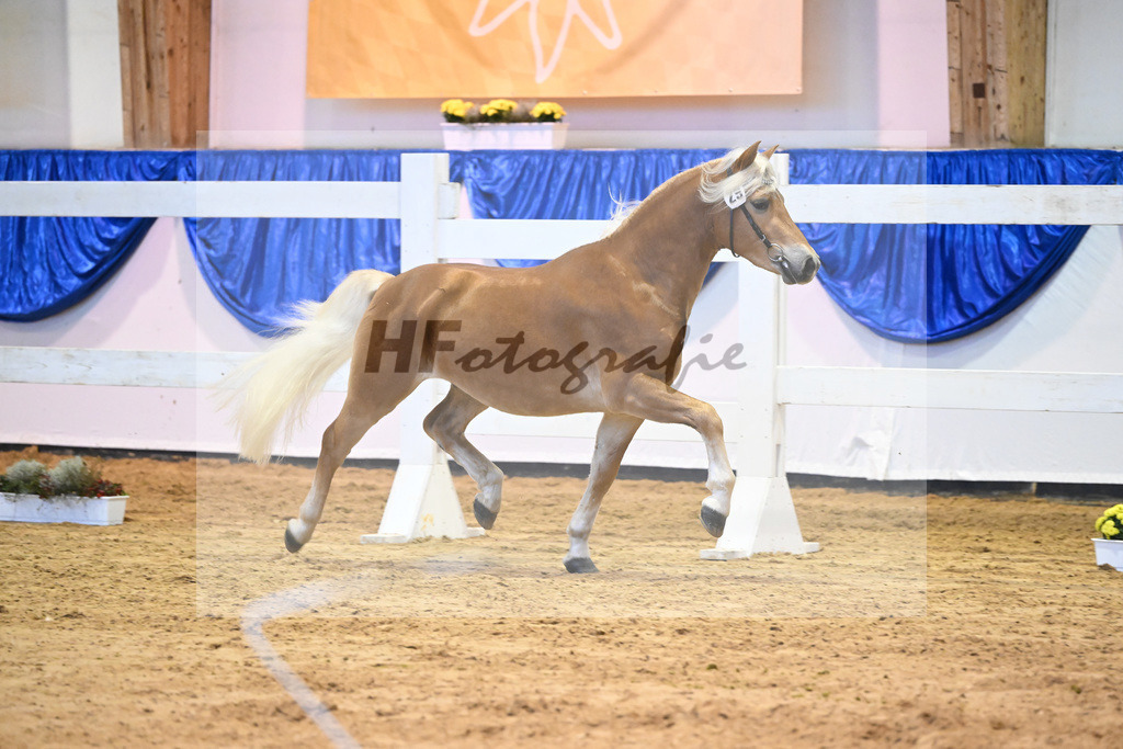 Kat-Nr. 29 Solid v. Souvenir_Haflingergestuet Meura_60220454 | hf-fotografie - Realisiert mit Pictrs.com