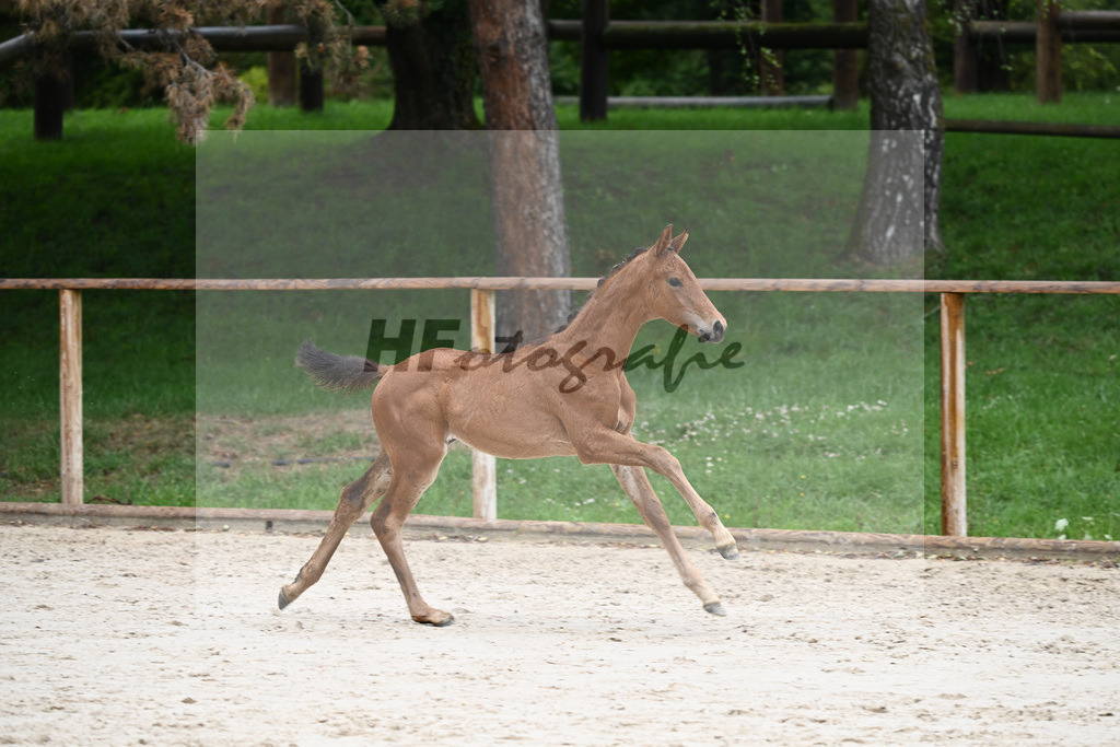 Kat-Nr. nn SF Vitalos_Kopp_25230419 | hf-fotografie - Realisiert mit Pictrs.com