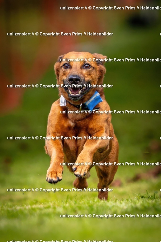 Sven Pries | 2024-09-22 - Hunderennen Baden-BadenPudelverein - Realisiert mit Pictrs.com