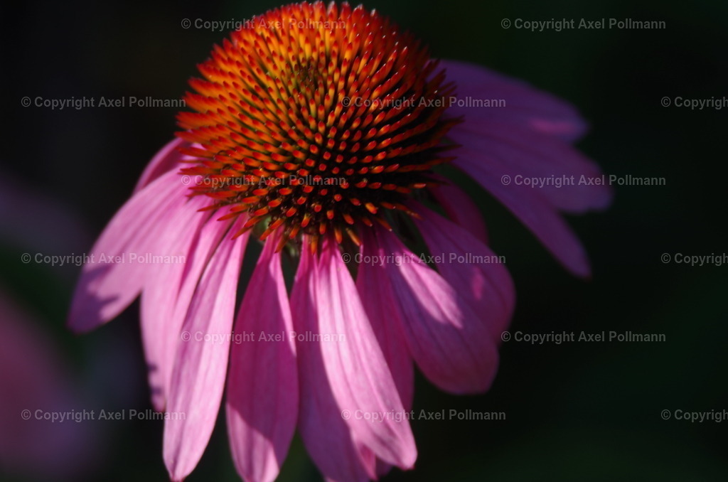 100-IMGP5090 | fotografiert von Axel PollmannLeonhardi Wallfahrt Benediktbeuern und Murnau, Fronleichnam, Fasching, Landschaft im Loisachtal und Benediktbeuern  - Realisiert mit Pictrs.com