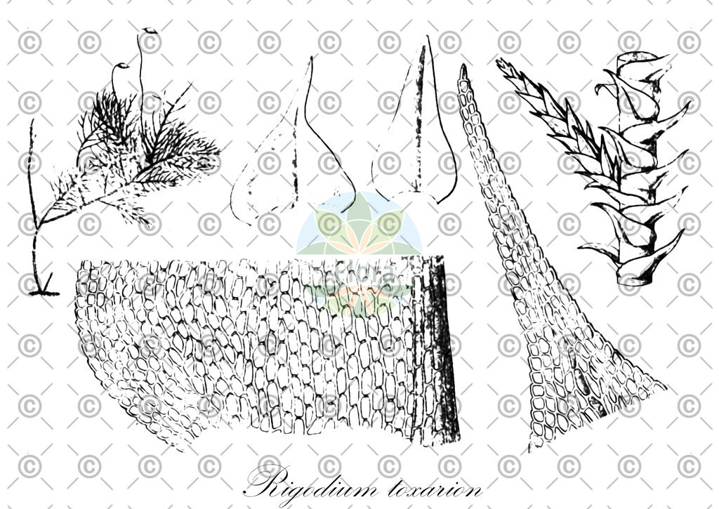 HistAbb_wfo-0001231672_1_ENZY_Simple | Historische Abbildung von Rigodium toxarion - Lembophyllaceae | Historical Illustration of Rigodium toxarion - Lembophyllaceae