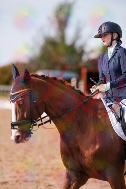 2026_10_03_Siefer-Hof_133225_Z81_89361077 | Professionelle Reitsport-, Turnier- und Eventfotografie von Robert Broda. Galerien mit ausgewählten und bearbeiteten Bildern direkt online ansehen und bestellen.