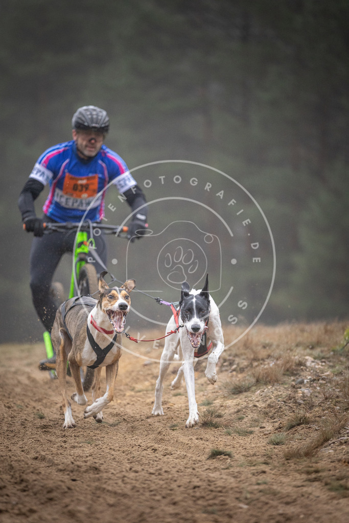 Pfotenfotografie_DV3A0880 | Hundefotografie, Tierfotograf, Pfotenfotografie, Fotoshooting Hund, Hunde Portrait, Hundesport, Hundeportraits, Heideshooting, Hunde, Sportfotograf, Hundefotograf, Turnierhundsport, THS,  - Realisiert mit Pictrs.com