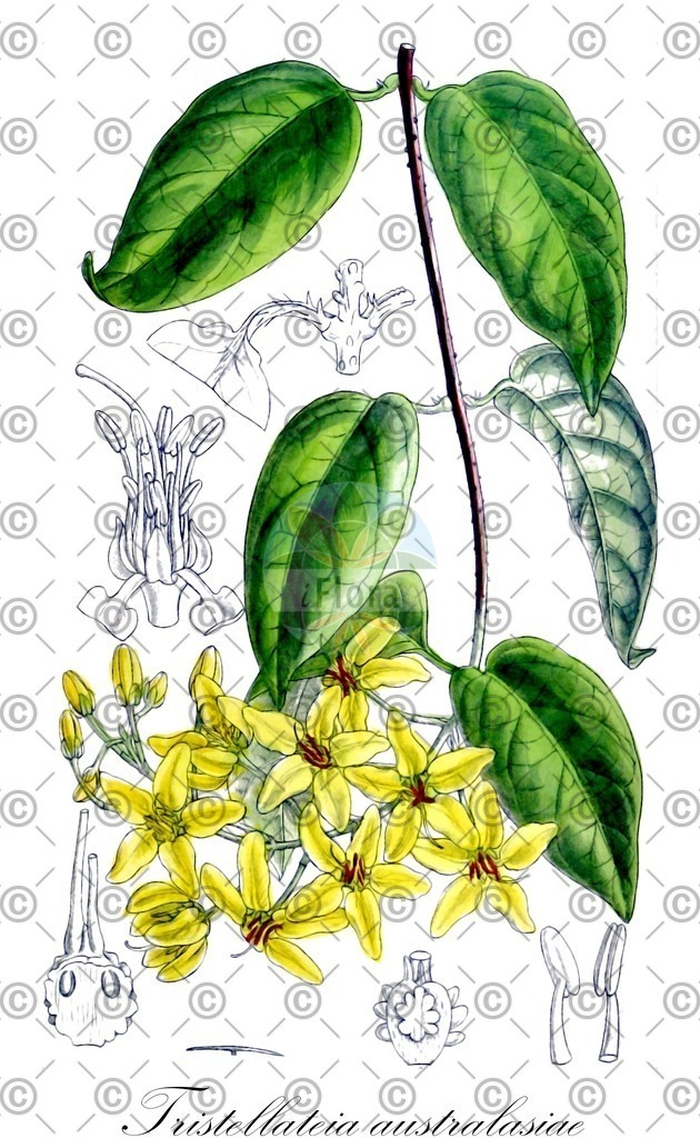HistAbb_wfo-0001074503_1_ENZY_Simple | Historische Abbildung von Tristellateia australasiae - Malpighiaceae | Historical Illustration of Tristellateia australasiae - Malpighiaceae