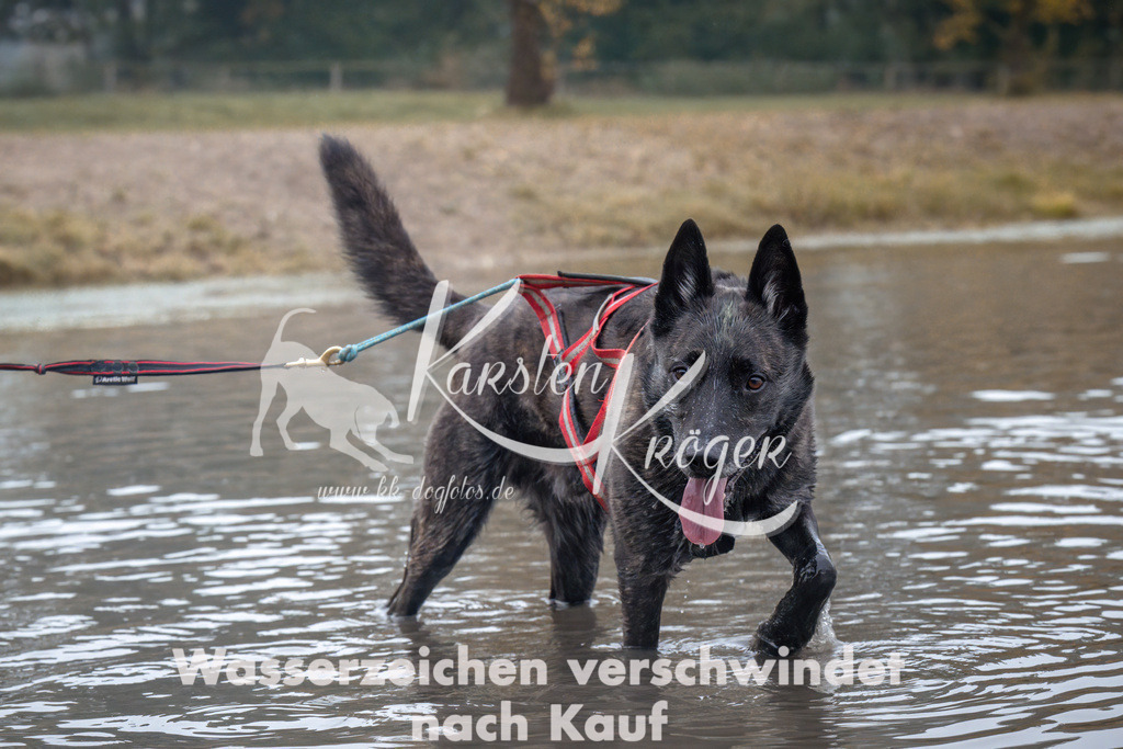 0909_ZZ94525 | kk-dogfotos