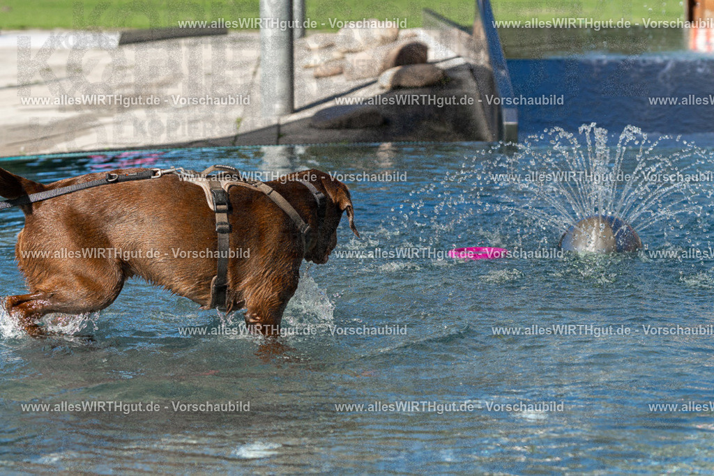 Hundeschwimmen_Volksbad_2026-allesWIRTHgut_Tierfotografie-2609061052-FAY06004 | Professionelle Tierfotografie in Mönchengladbach von Daniel Wirth (allesWIRTHgut). Liebevolle & natürliche Bilder von Hunden & Katzen für unvergessliche Erinnerungen.