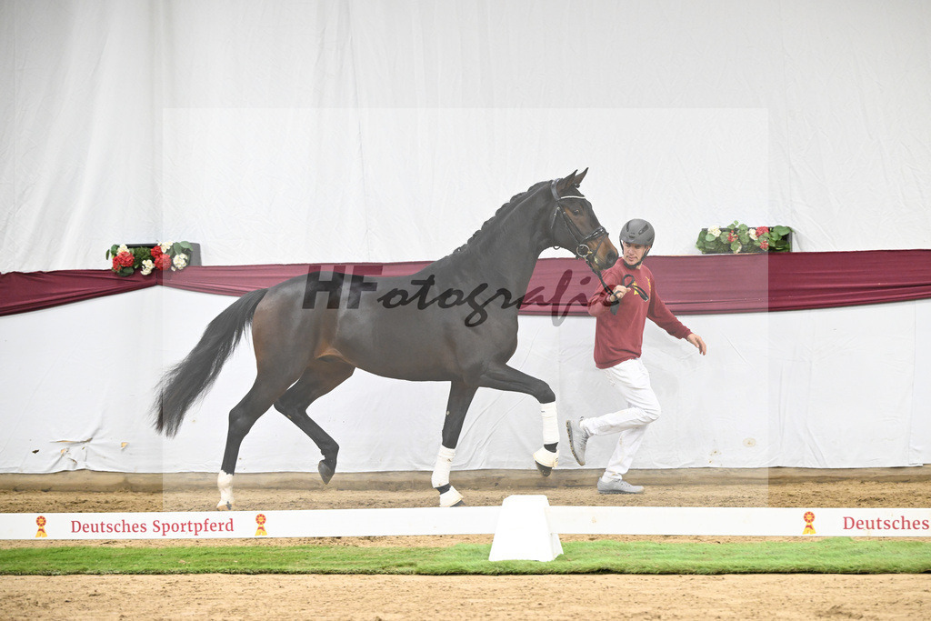 Kat-Nr. 128 Vitalis x De Kooning_Stall Buchenhof_47254247 | hf-fotografie - Realisiert mit Pictrs.com