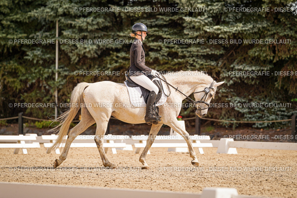 DSC01310 | Pferdegrafie