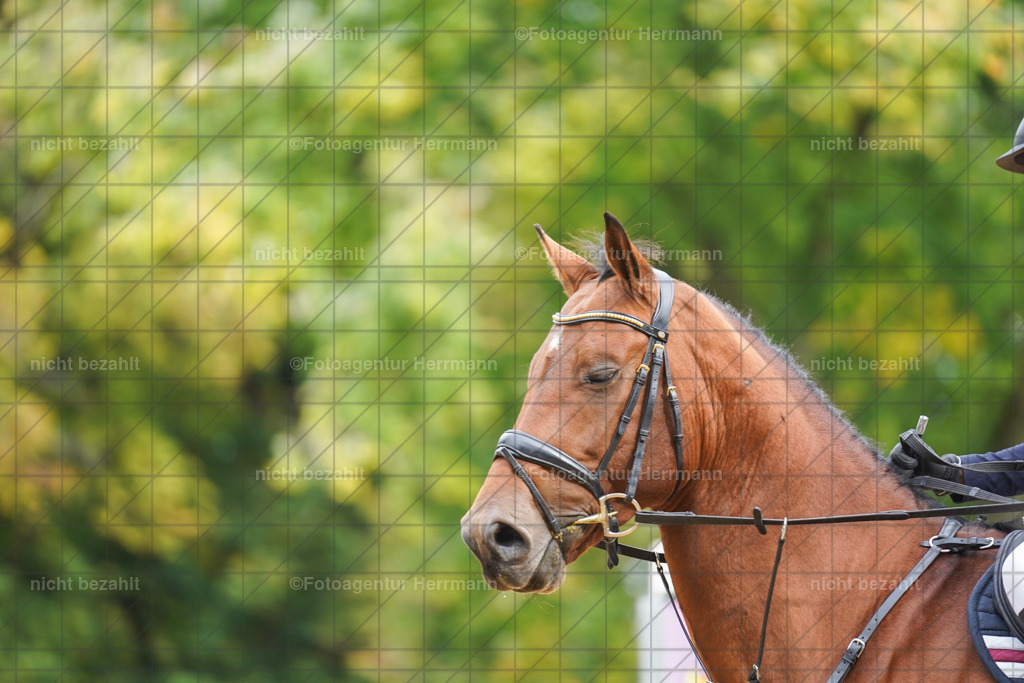 20221009-FAH08642 | Diessen am Ammersee, 2022, Dressur- und Springturnier, Reitsportbilder, Turnierfotografen Bayern, Pferdefotografen, Fotoagentur Herrmann, Turnierbilder