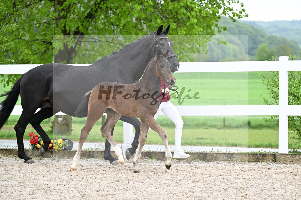 Kat-Nr. 42 HF Extreme U.S. x Jazzman_KFL Sporthorses_23261453 | hf-fotografie - Realisiert mit Pictrs.com