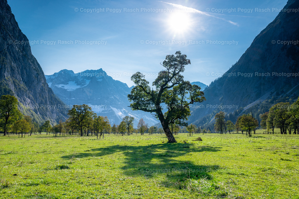 Bayern_Baum | PeggyRaschPhotography - Realisiert mit Pictrs.com