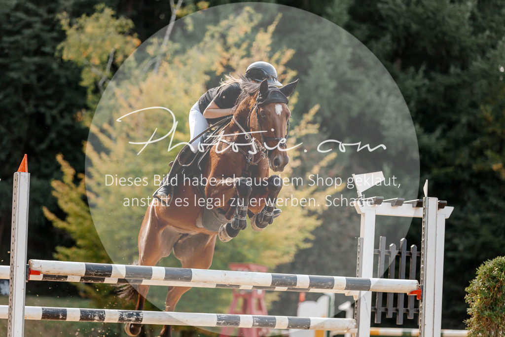 3I6A4762 | Stimmungsvolle Portraits und Reitsportfotografie im Ruhrgebiet und im Münsterland.

Pferdefotografie, Hundefotografie, Tierfotografie, Reportagen, Portraits von Tier und Mensch, Turnierfotografie in Bochum, Recklinghausen, Marl, Haltern am See, Dülmen.. - Realisiert mit Pictrs.com