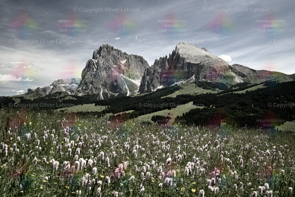 Wiesenblüten mit Langkofelblick | Eine blühende Wiese auf der Seiser alm in den Südtiroler Dolomiten und der Lang- und Plattkofel ragen in den Blau-Weißen Himmel