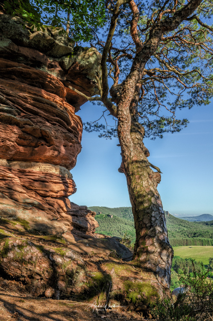 Die prächtige Kiefer | Andre Wandrei - Nature Artworx - Realisiert mit Pictrs.com