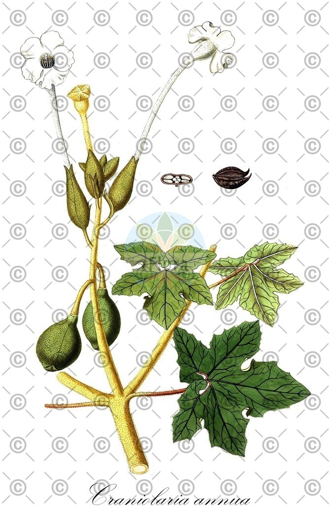 HistAbb_wfo-0000624669_1_ENZY_Simple | Historische Abbildung von Craniolaria annua - Martyniaceae | Historical Illustration of Craniolaria annua - Martyniaceae