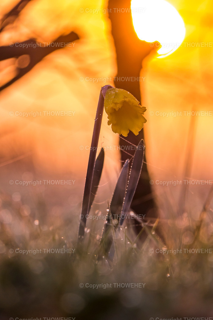 _2800802 | thowehey - Realisiert mit Pictrs.com