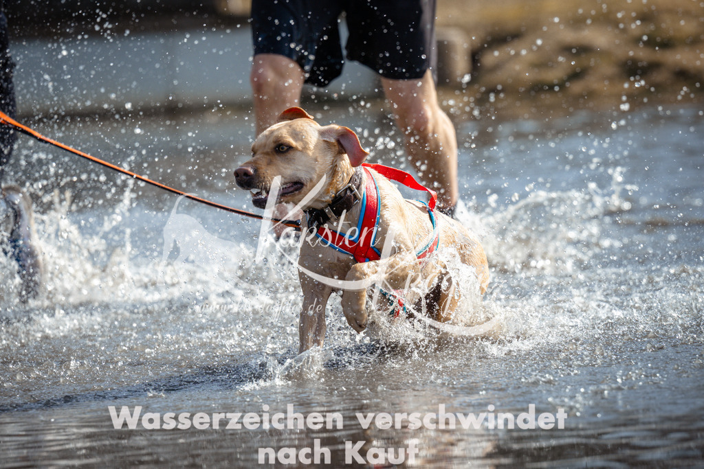 1157_ZZ97618 | kk-dogfotos