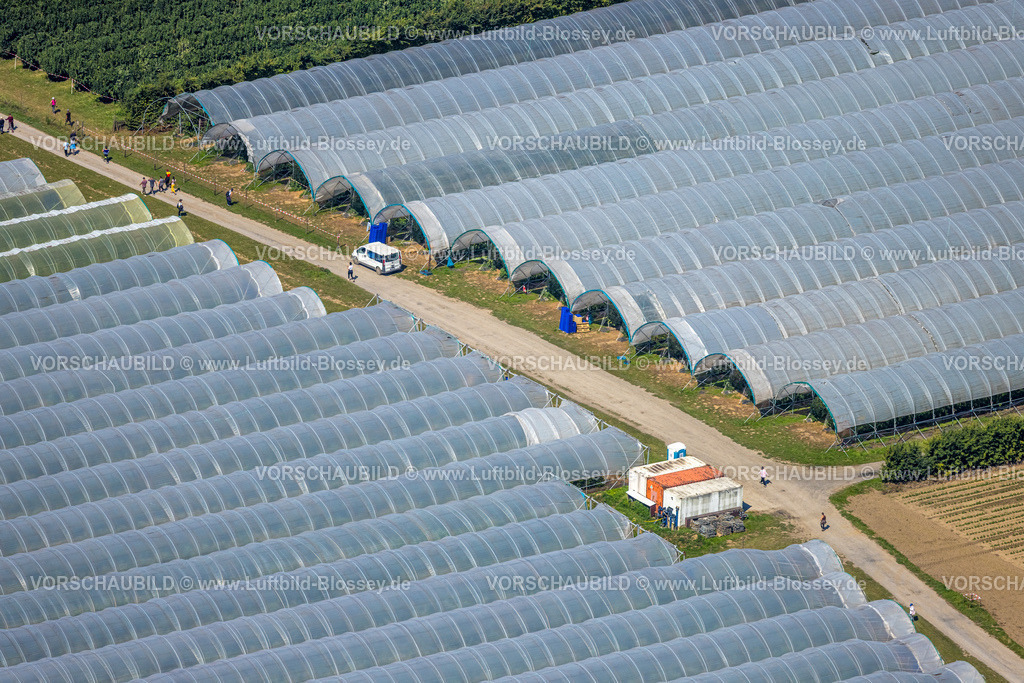 Bottrop250801284Kirchhellen | Luftbild, Gewächshäuser Tunnelüberdachungen, Kirchhellen-Nord-Ost, Bottrop, Ruhrgebiet, Nordrhein-Westfalen, Deutschland