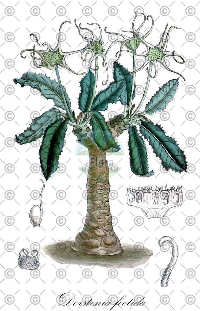 HistAbb_wfo-0000765642_3_ENZY_Simple | Historische Abbildung von Dorstenia foetida - Moraceae | Historical Illustration of Dorstenia foetida - Moraceae