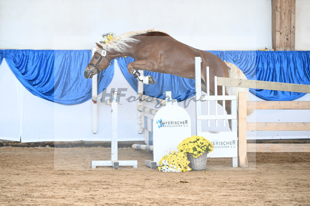 Kat-Nr. 4 nn v. Starkwind_Hoernlein_48250080 | hf-fotografie - Realisiert mit Pictrs.com