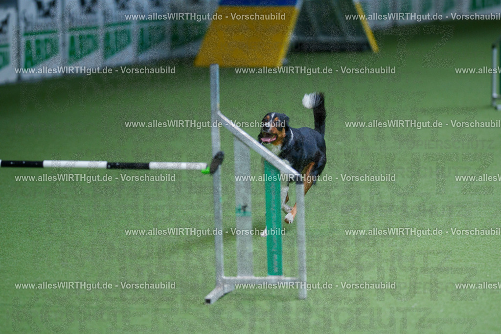 @allesWIRTHgut_Tierfotografie - www.allesWIRTHgut.de - 2604260929-7R507911 | Professionelle Tierfotografie in Mönchengladbach von Daniel Wirth (allesWIRTHgut). Liebevolle & natürliche Bilder von Hunden & Katzen für unvergessliche Erinnerungen.