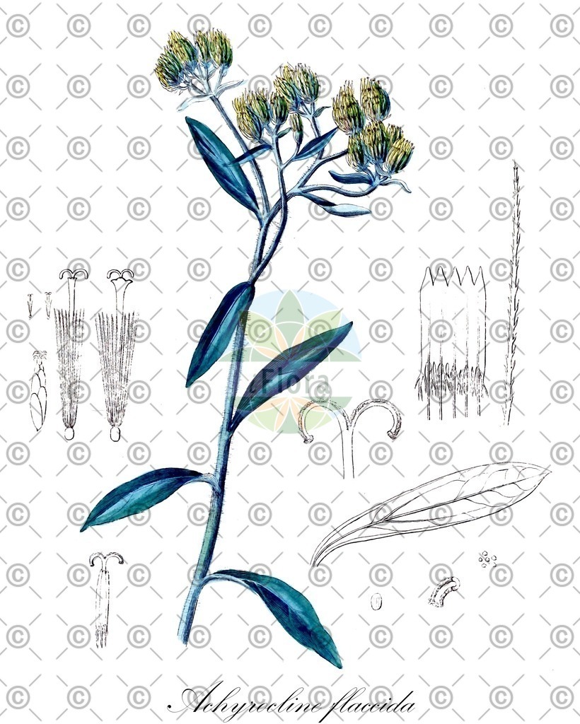 HistAbb_wfo-0000033502_1_ENZY_Simple | Historische Abbildung von Achyrocline flaccida - Asteraceae | Historical Illustration of Achyrocline flaccida - Asteraceae