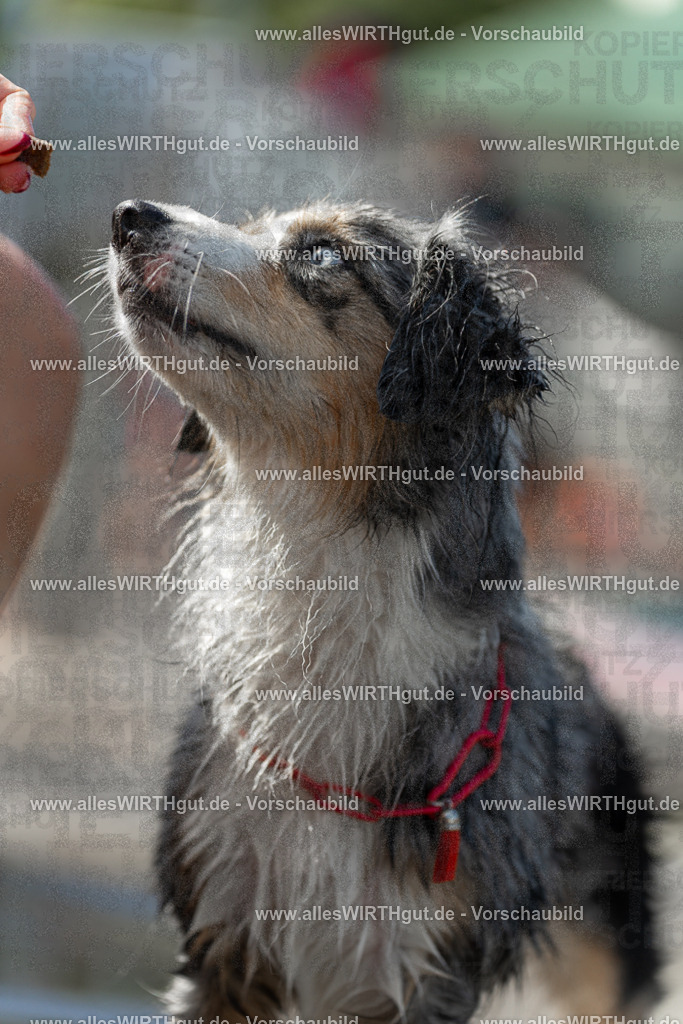 Hundeschwimmen_Volksbad_2026-allesWIRTHgut_Tierfotografie-2609061210-112050-7R500257 | Professionelle Tierfotografie in Mönchengladbach von Daniel Wirth (allesWIRTHgut). Liebevolle & natürliche Bilder von Hunden & Katzen für unvergessliche Erinnerungen.