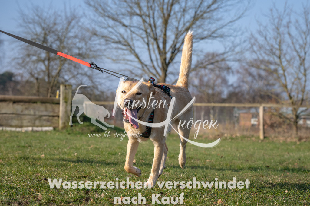 _ZZ93701 | kk-dogfotos