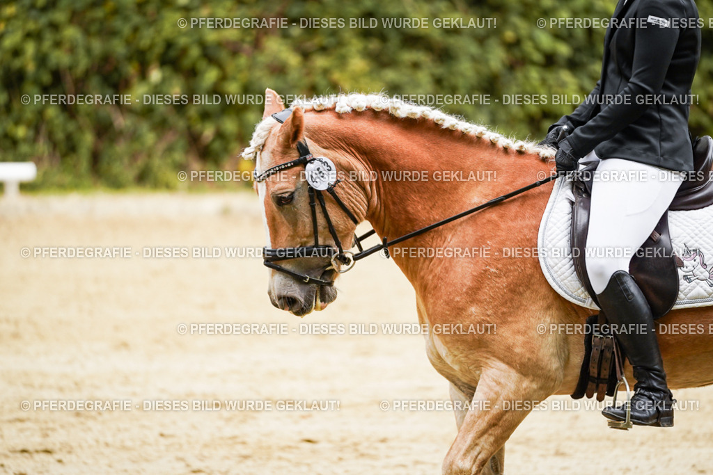 DSC00107 | Pferdegrafie