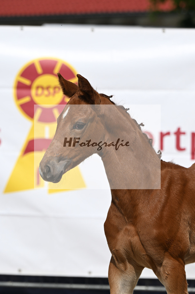 Veneno x Hotline _SF_Wiedemann_12250305 | hf-fotografie - Realisiert mit Pictrs.com