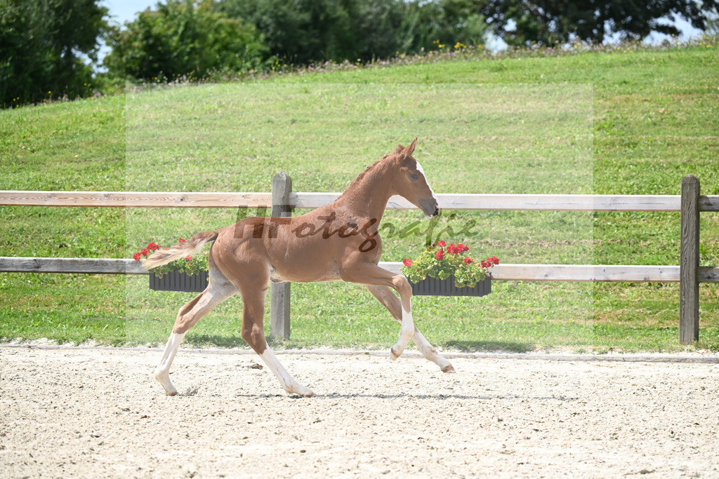 Ben Benicio x Lago d Oro_HF_Goeth_29240554 | hf-fotografie - Realisiert mit Pictrs.com