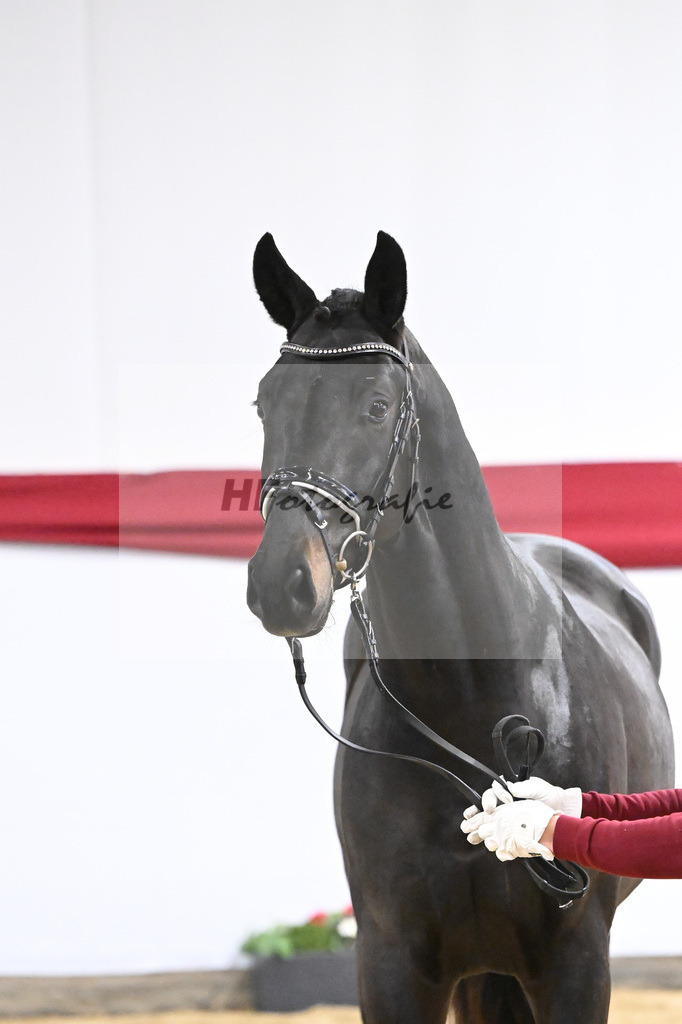 Kat-Nr. 51 v. Escamillo_Casper_63221303 | hf-fotografie - Realizzato con Pictrs.com