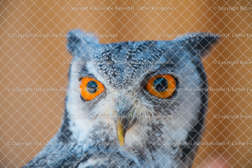 Greifvogel-02 | Kautz Porträt - Realisiert mit Pictrs.com