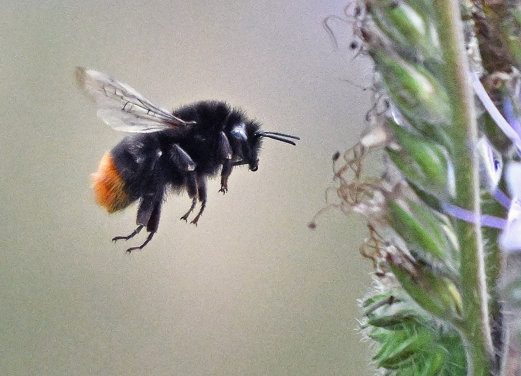 Steinhummel01 | lucisnaturbilder - Realisiert mit Pictrs.com