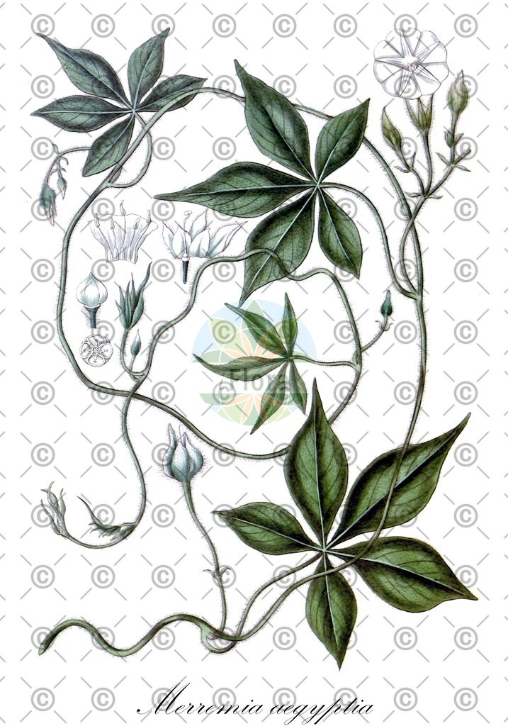 HistAbb_wfo-0000373736_1_ENZY_Simple | Historische Abbildung von Merremia aegyptia - Convolvulaceae | Historical Illustration of Merremia aegyptia - Convolvulaceae