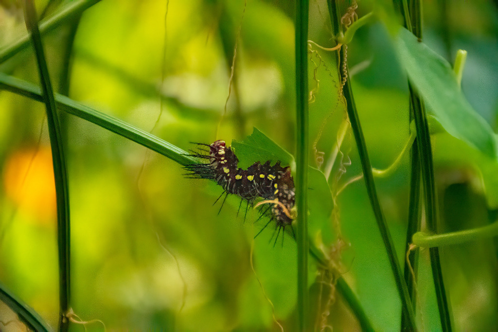 HFG_4278-Bearbeitet | Holzisphotography, Landschaftsfotografie, Wildlifefotogorafie - Realisiert mit Pictrs.com