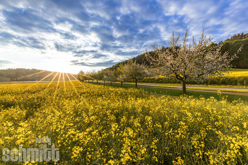 Sonnenaufgang vor einem Rapsfeld bei Owingen | Die aufgehende Sonne taucht das leuchtend gelbe Rapsfeld bei Owingen in warmes, goldenes Morgenlicht. Das intensive Gelb der Blüten und die sanften Farben des frühen Tages schaffen eine ruhige und stimmungsvolle Frühlingslandschaft. - Realisiert mit Pictrs.com